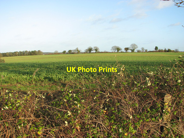 Photo 6"x4" Crop fields west of Primrose Lane Greengate\/TG0116 c2014