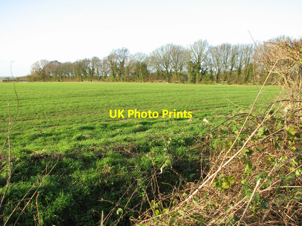 Photo 6"x4" Crop field west of Hoe Road North Greengate\/TG0116 c2014