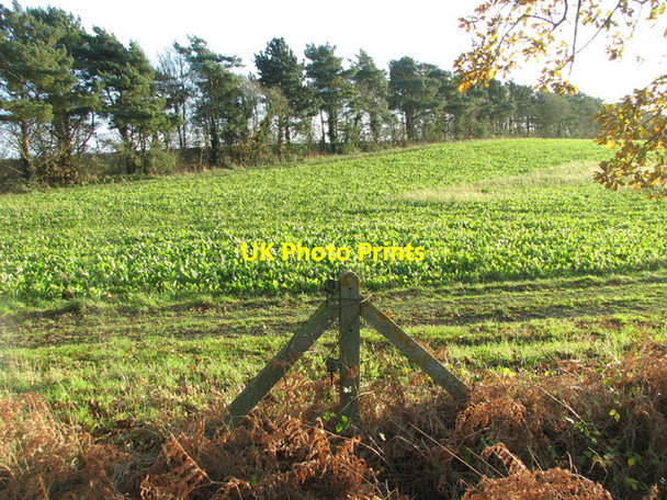 Photo 6"x4" Sugar beet crop beside Primrose Lane Billingford\/TG0120 c2014