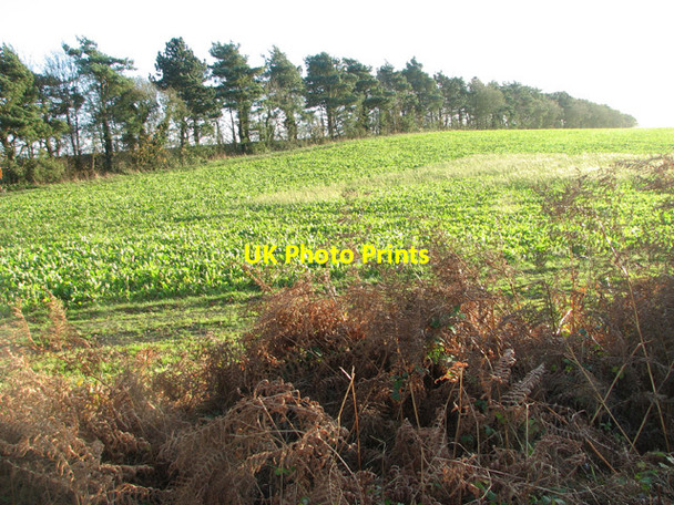 Photo 6"x4" Windbreak in crop field Billingford\/TG0120 c2014