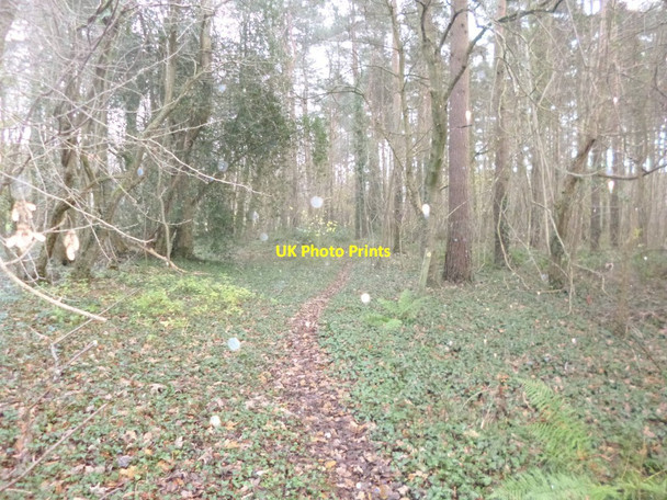 Photo 6"x4" Bramshaw, footpath Bramshaw c2014