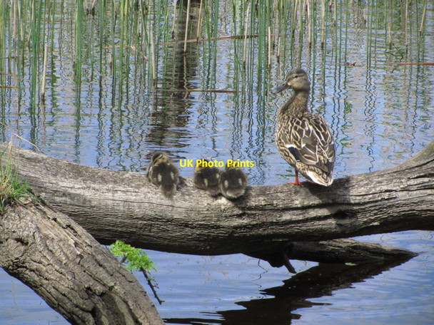 Photo 6"x4" Duck & ducklings on Garvoge River, E of Sligo Sligo c2014
