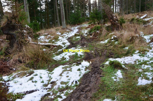 Photo 6"x4" Footpath in Cademuir Forest Peebles\/NT2540 c2014