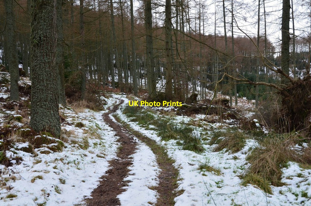 Photo 6"x4" Path through the trees, Cademuir Peebles\/NT2540 c2014