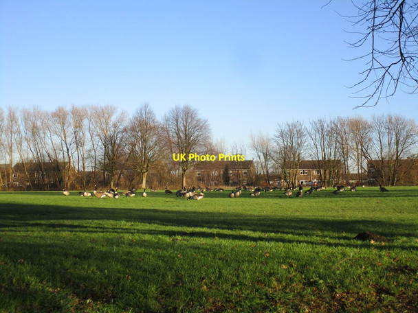 Photo 6"x4" Flock of Canada Geese Askern c2014