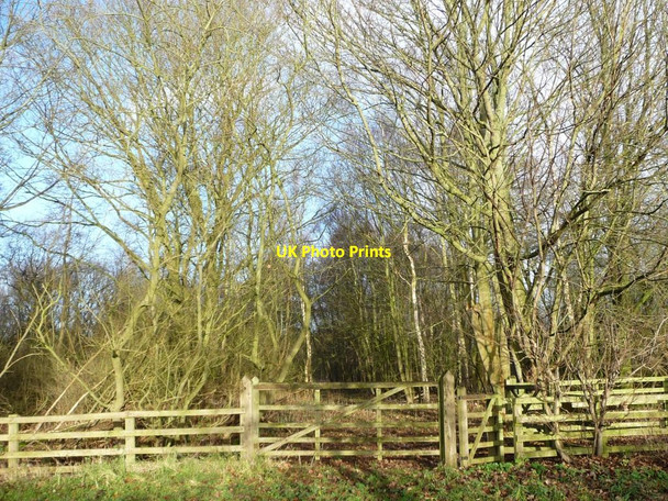 Photo 6"x4" Gates into woodland, Jobbing Cross Fawdington c2014