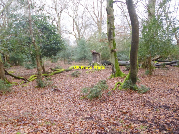 Photo 6"x4" Nomansland, fallen beech Canada\/SU2817 c2014