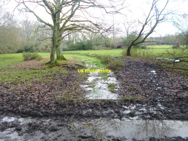 Photo 6"x4" Plaitford Common, boundary Canada\/SU2817 c2014