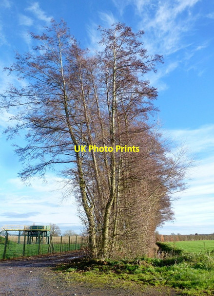 Photo 6"x4" Alder windbreak Little Tarrington c2014