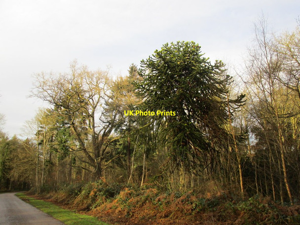 Photo 6"x4" Chilean Pine, Clumber Park Carburton c2014