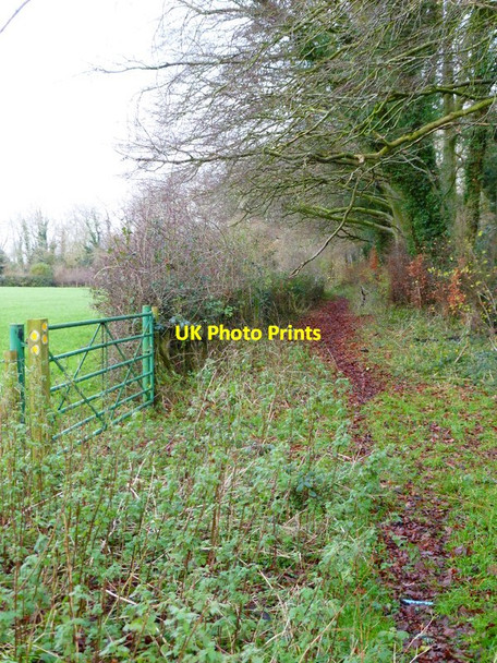 Photo 6"x4" Footpath going north by Great Sheardley Wood Brockbridge c2014