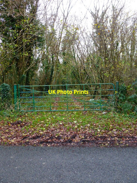 Photo 6"x4" Looking along woodland track by Little West End Farm Coombe\/SU6620 c2014