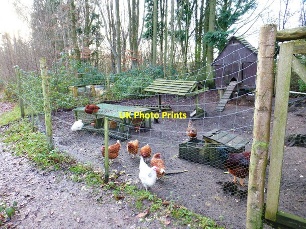 Photo 6"x4" Chickens at the Sustainability Centre Coombe\/SU6620 c2014