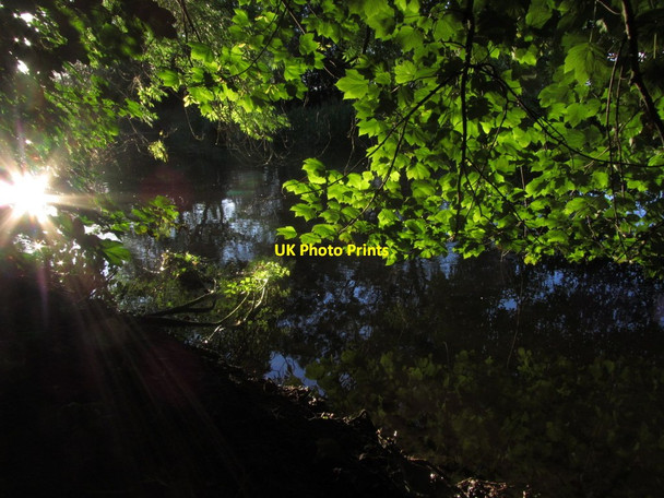 Photo 6"x4" Amesbury - Evening sunlight through trees beside River Avon below Southmill Hill Plantation Amesbury\/SU1541 c2014