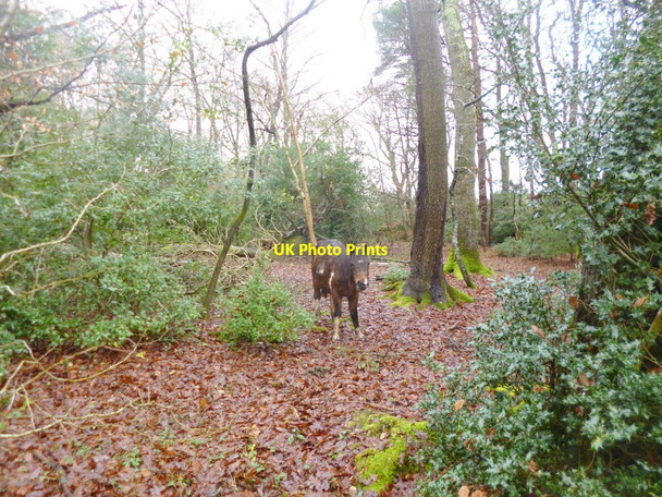 Photo 6"x4" Stoney Cross, pony London Minstead c2014