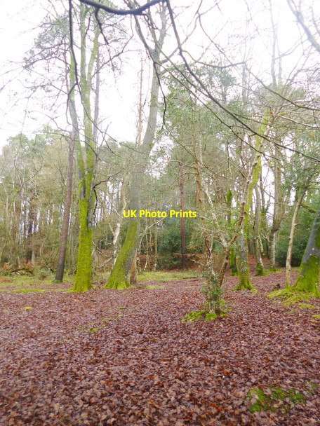 Photo 6"x4" Stony Cross, woodland London Minstead c2014