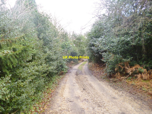 Photo 6"x4" Stoney Cross, access road London Minstead c2014