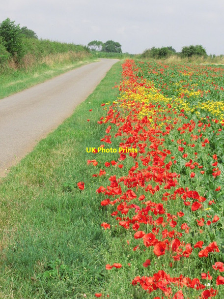 Photo 6"x4" Poppies alongside Newark Lane, Carlton Scroop Hough-on-the-Hill c2014