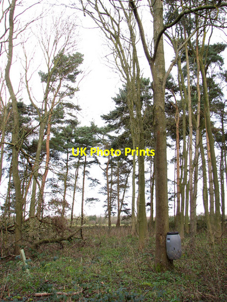 Photo 6"x4" A windbreak beside Washpit Drove Swaffham c2014