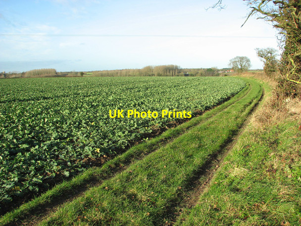 Photo 6"x4" Brassica crop field Hockering c2014