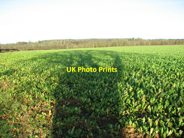 Photo 6"x4" Crop field beside Blind Lane Hockering c2014