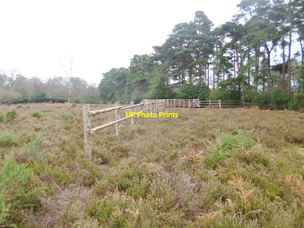 Photo 6"x4" Puckpits Inclosure, pound Stoney Cross c2014