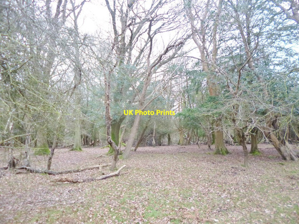 Photo 6"x4" Stoney Cross, woodland Stoney Cross c2014