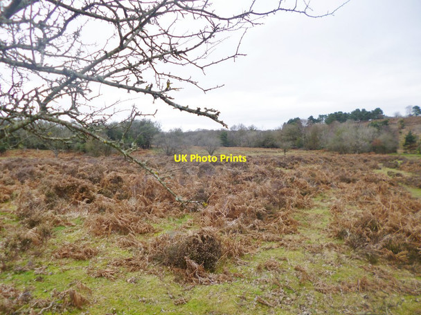 Photo 6"x4" Stoney Cross, heathland Stoney Cross c2014