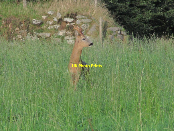 Photo 6"x4" Deer in long grass between South Carne & Trewint Fivelanes c2014
