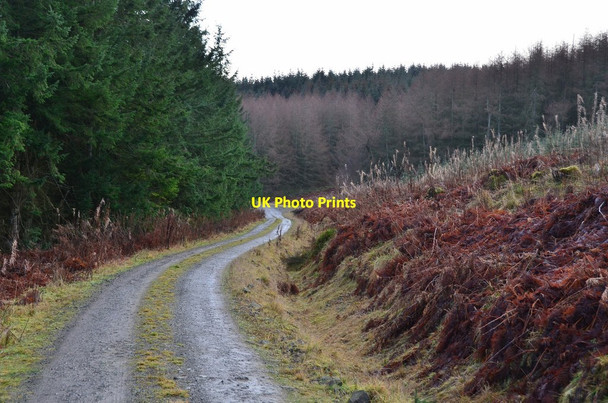 Photo 6"x4" Track in Cloich Forest Shiplaw c2014