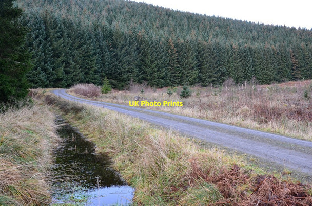 Photo 6"x4" Mature forest on Whaup Law Hattonknowe c2014