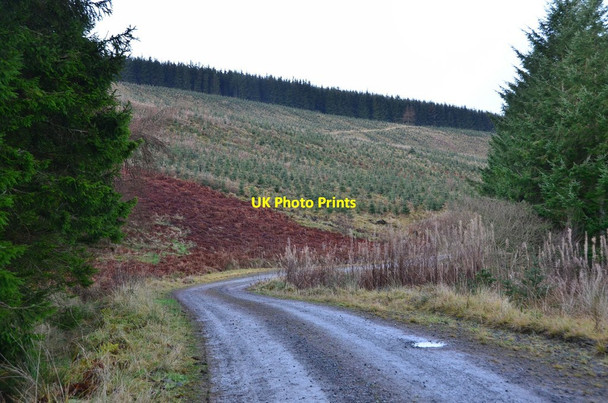 Photo 6"x4" Old and young trees, Cloich Forest Shiplaw c2014