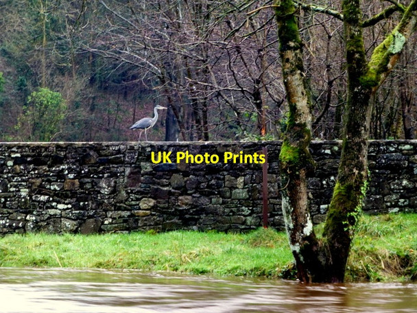 Photo 6"x4" Heron on a wall, Lovers Retreat Omagh c2014