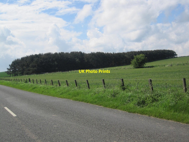 Photo 6"x4" Plantation near Linkey law Greendykes\/NU0628 c2014