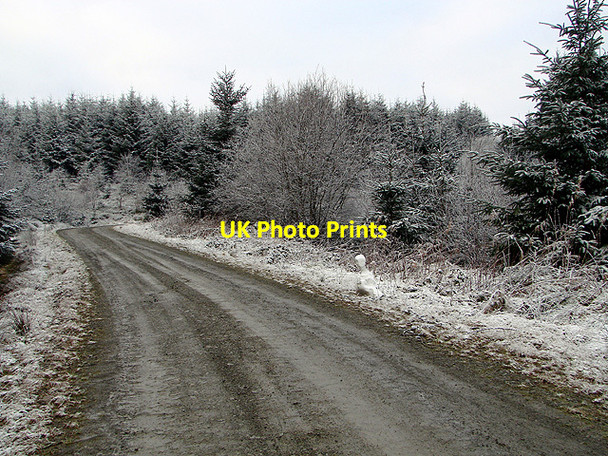 Photo 6"x4" Snowman beside forestry road Llanifyny c2011