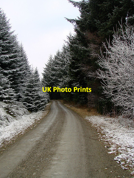 Photo 6"x4" Forestry road - Esgair Ychion Llanifyny c2011