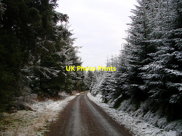 Photo 6"x4" Forestry road, Esgair Ychion Llanifyny c2011 P1