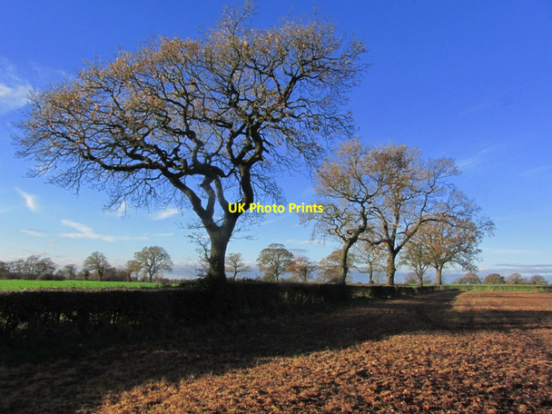 Photo 6"x4" Autumn afternoon - View along field boundary, S of Higher Smallwood near Thurlwood Fourlanes End c2014