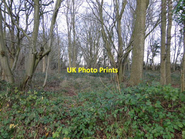 Photo 6"x4" Hethel Wood, very much a scrubland Hethel c2014