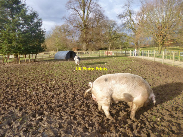 Photo 6"x4" Northycote, piggery Bushbury\/SJ9203 c2014