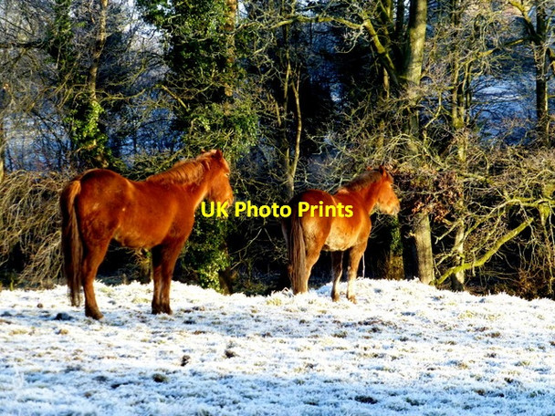 Photo 6"x4" Horses basking in the Winter sun, Campsie Omagh c2014