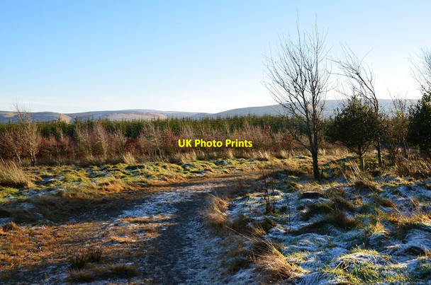 Photo 6"x4" Plantations and track, Toxside Moss Tweeddaleburn\/NT2752 c2014