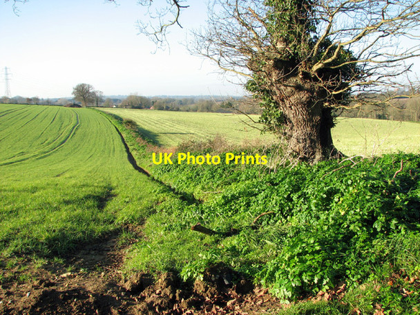 Photo 6"x4" Field boundary hedge by Rookery Farm Ashby St Mary c2014