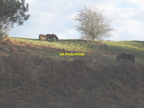 Photo 6"x4" Ponies on a former railway embankment Sandbach c2014
