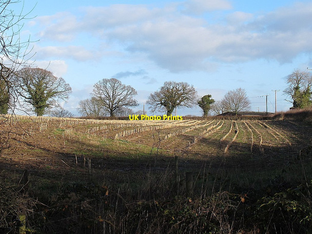 Photo 6"x4" Field of maize stubble Alsager c2014