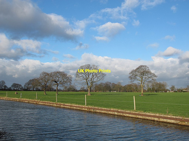 Photo 6"x4" Four trees in a field Hassall Green c2014