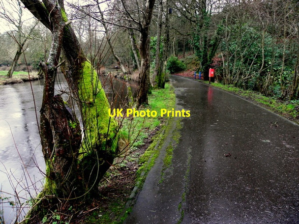 Photo 6"x4" A mossy tree trunk, Mullaghmore Omagh c2015