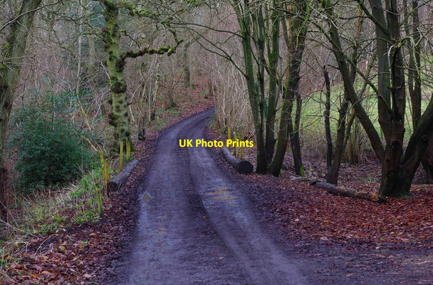 Photo 6"x4" Forestry road and bridge, Eymore Wood, near Trimpley, Worcs Holbeache c2015