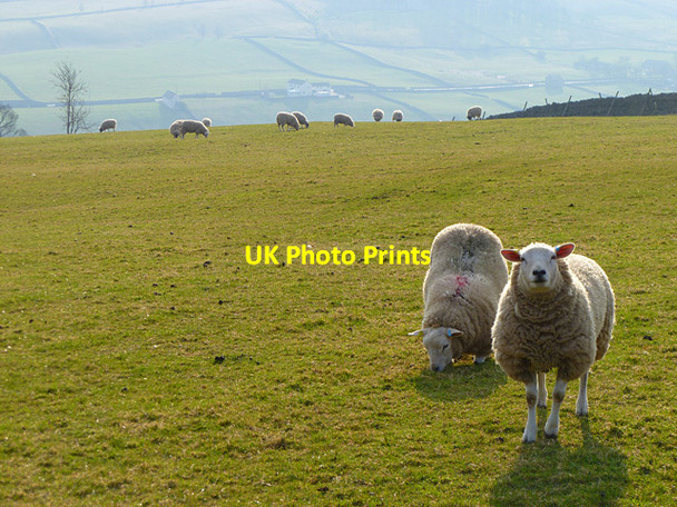 Photo 6"x4" Pastures above Wearhead, Stanhope New Ho\/NY8738 c2011