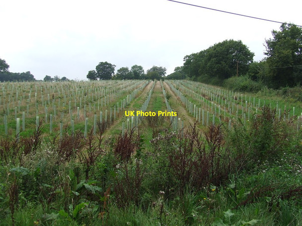 Photo 6"x4" New Forest Hemp Green c2014